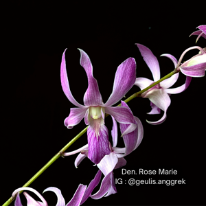 Dendrobium Rose Marie