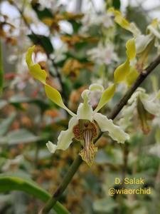 Dendrobium Salak