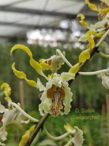 Dendrobium Salak