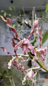 Dendrobium Salak