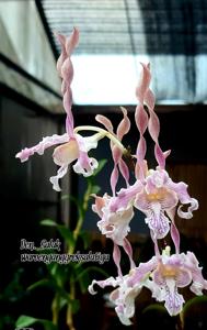 Dendrobium Salak