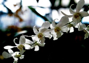 Dendrobium Singapore White