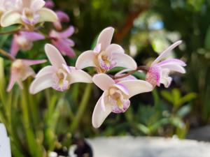 Dendrobium Suffusum