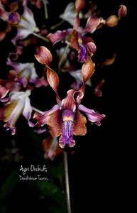 Dendrobium Taurus