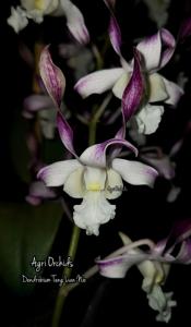 Dendrobium Teng Lian Nio