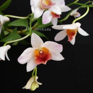 Dendrobium Tirta Asri
