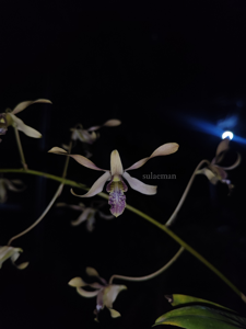 Dendrobium Tom Friederichs