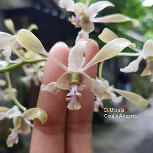 Dendrobium Ursula