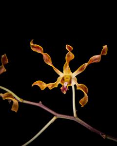 Dendrobium Valda