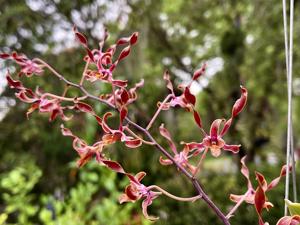 Dendrobium Valda