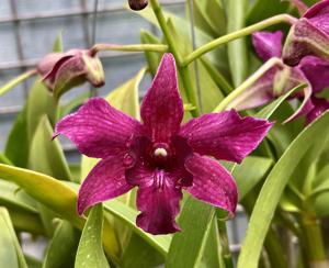 Dendrobium Violet Yamaji