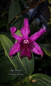 Dendrobium Violet Yamaji