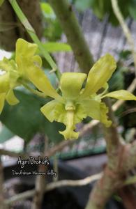 Dendrobium Waianae Valley