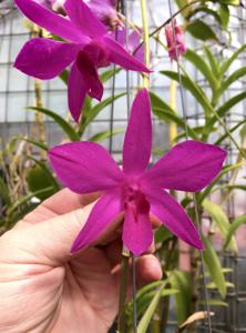 Dendrobium Warringah