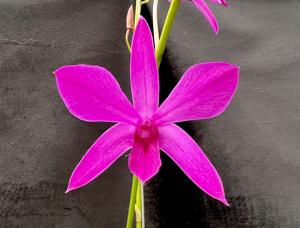 Dendrobium Warringah