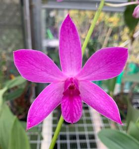 Dendrobium Warringah