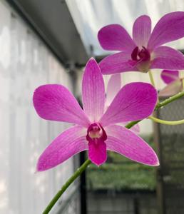 Dendrobium Warringah