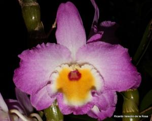 Dendrobium Wave King