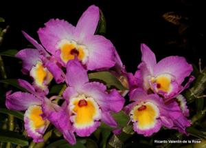 Dendrobium Wave King