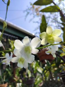 Dendrobium White Fairy