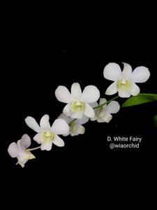 Dendrobium White Fairy