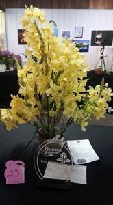 Dendrobium Yellow Paney