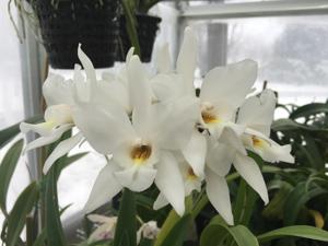 Caulaelia Mizoguchi