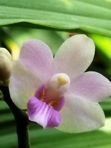 Phalaenopsis Tiny