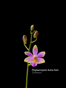 Phalaenopsis Suka Hati