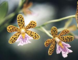 Epidendrum Costa Rica