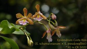 Epidendrum Costa Rica