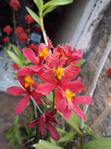 Epidendrum O'Brienianum