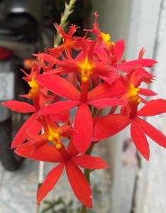 Epidendrum O'Brienianum