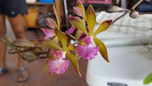 Encyclia Orchid Jungle