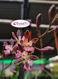 Encyclia Orchid Jungle