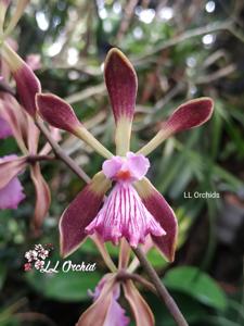 Encyclia Orchid Jungle