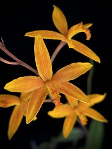 Cattleya Icarus