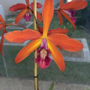 Cattleya Zip