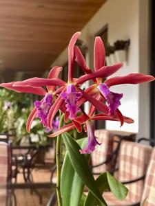 Cattleya Zip