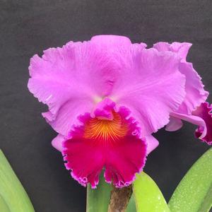 Cattleya Bonanza Queen