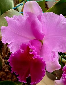 Cattleya Bonanza Queen