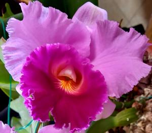 Cattleya Bonanza Queen