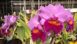 Cattleya Bonanza Queen