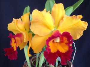 Cattleya Brierley's Ferry