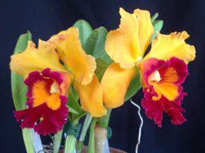 Cattleya Brierley's Ferry