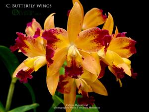 Cattleya Butterfly Wings