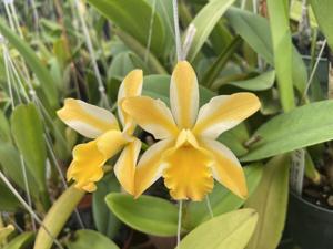 Cattlianthe Candy Corn