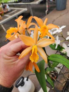 Cattlianthe Candy Corn