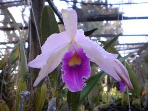 Cattleya C. G. Roebling (1895)