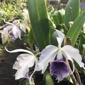 Cattleya C. G. Roebling (1895)